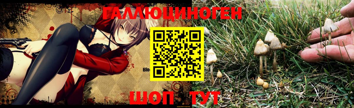 Галлюциногенные грибы Psilocybe Хасавюрт